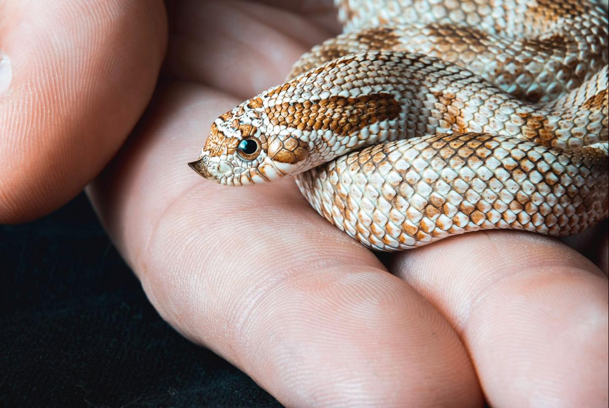 Top 5 Factors That Determine Western Hognose Snake Lifespan