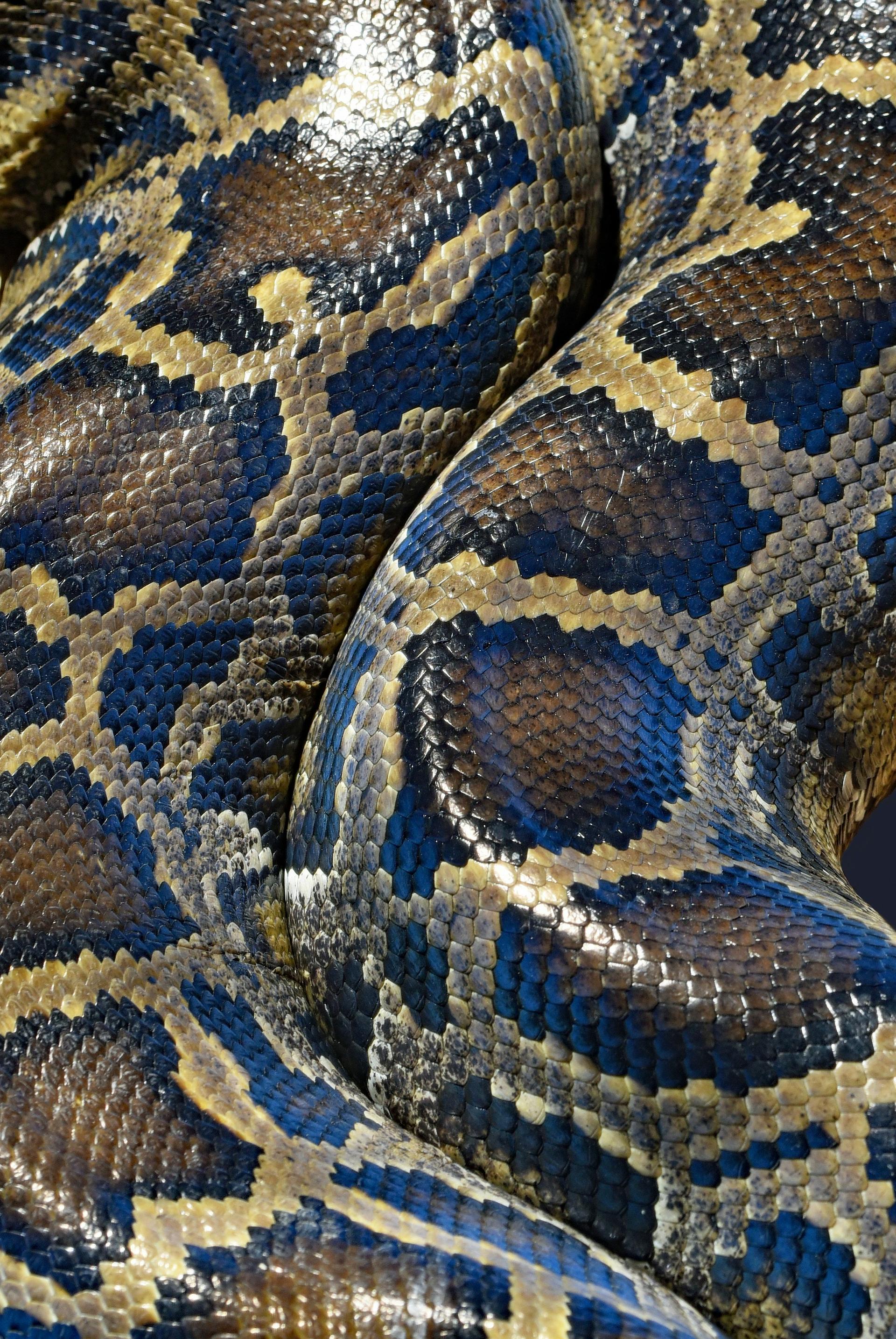 Top 5 Factors That Determine Burmese Python Lifespan