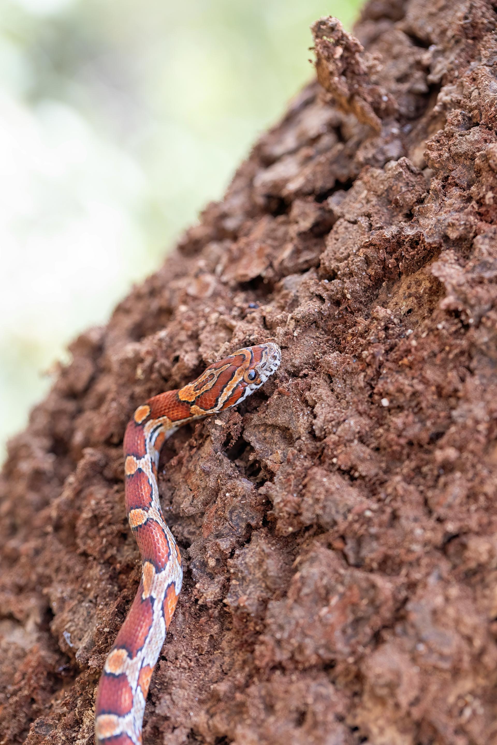 Top 5 Factors That Determine Corn Snake Lifespan