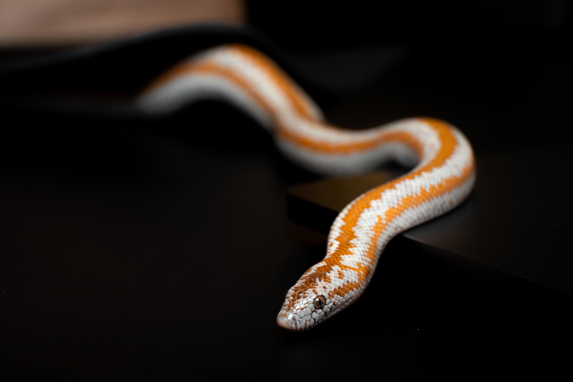 Top 5 Factors That Determine Rosy Boa Lifespan