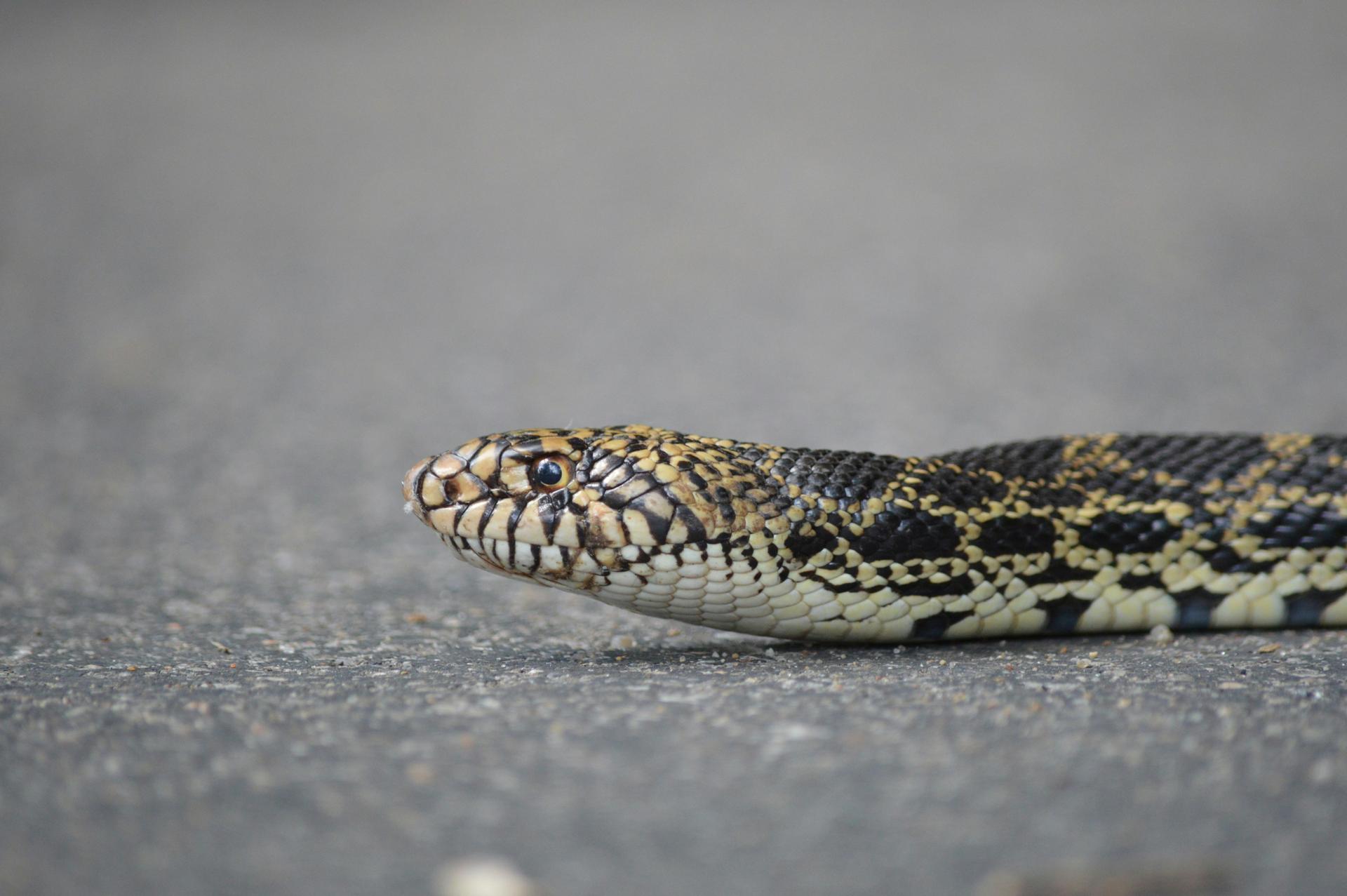 Top 5 Factors That Determine Bull Snake Lifespan