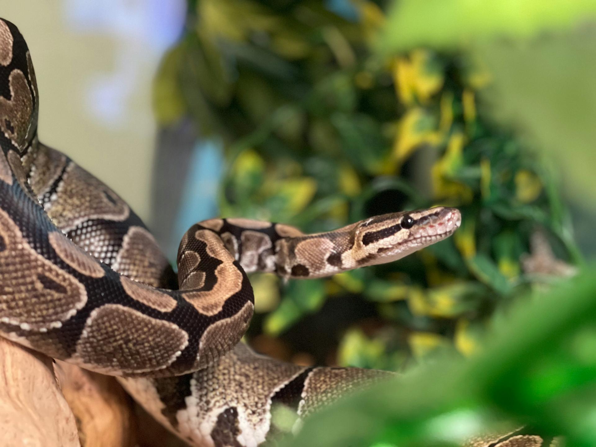 Top 5 Factors That Determine Ball Python Lifespan