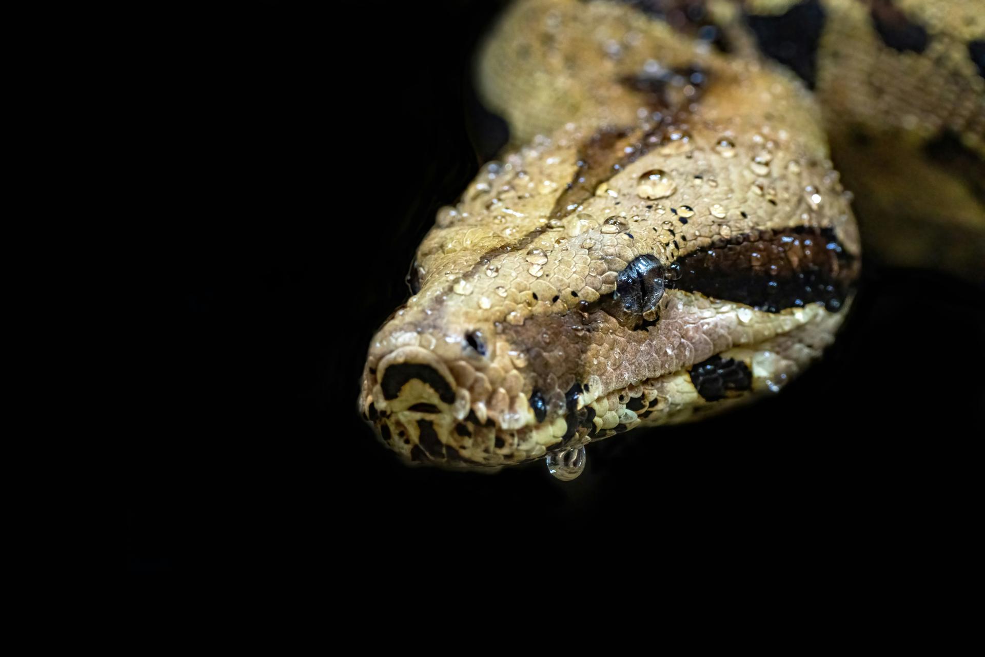 Top 5 Factors That Determine Common Boa (BCI) Lifespan