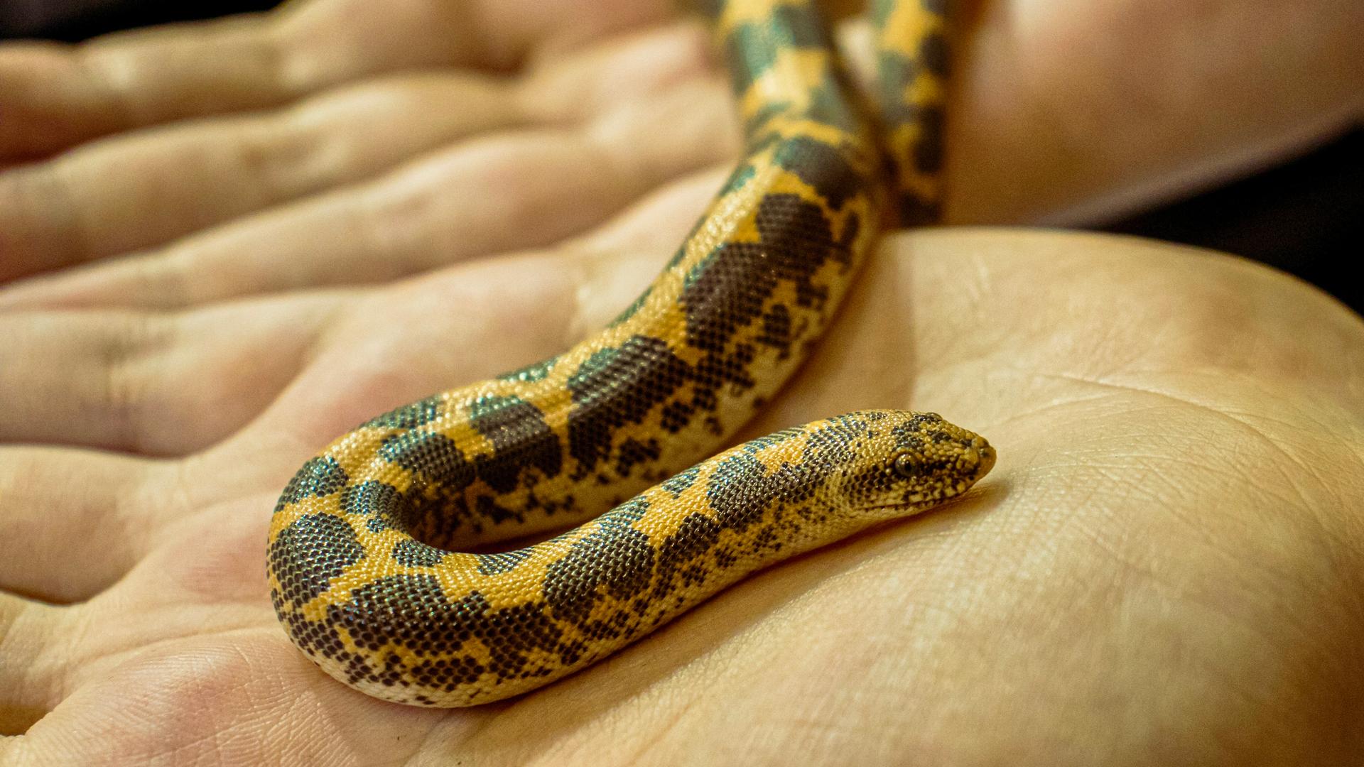Top 5 Factors That Determine Brazilian Rainbow Boa Lifespan