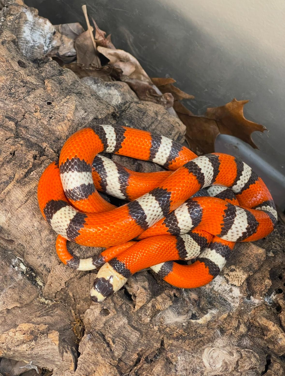 Top 5 Factors That Determine Milk Snake Lifespan