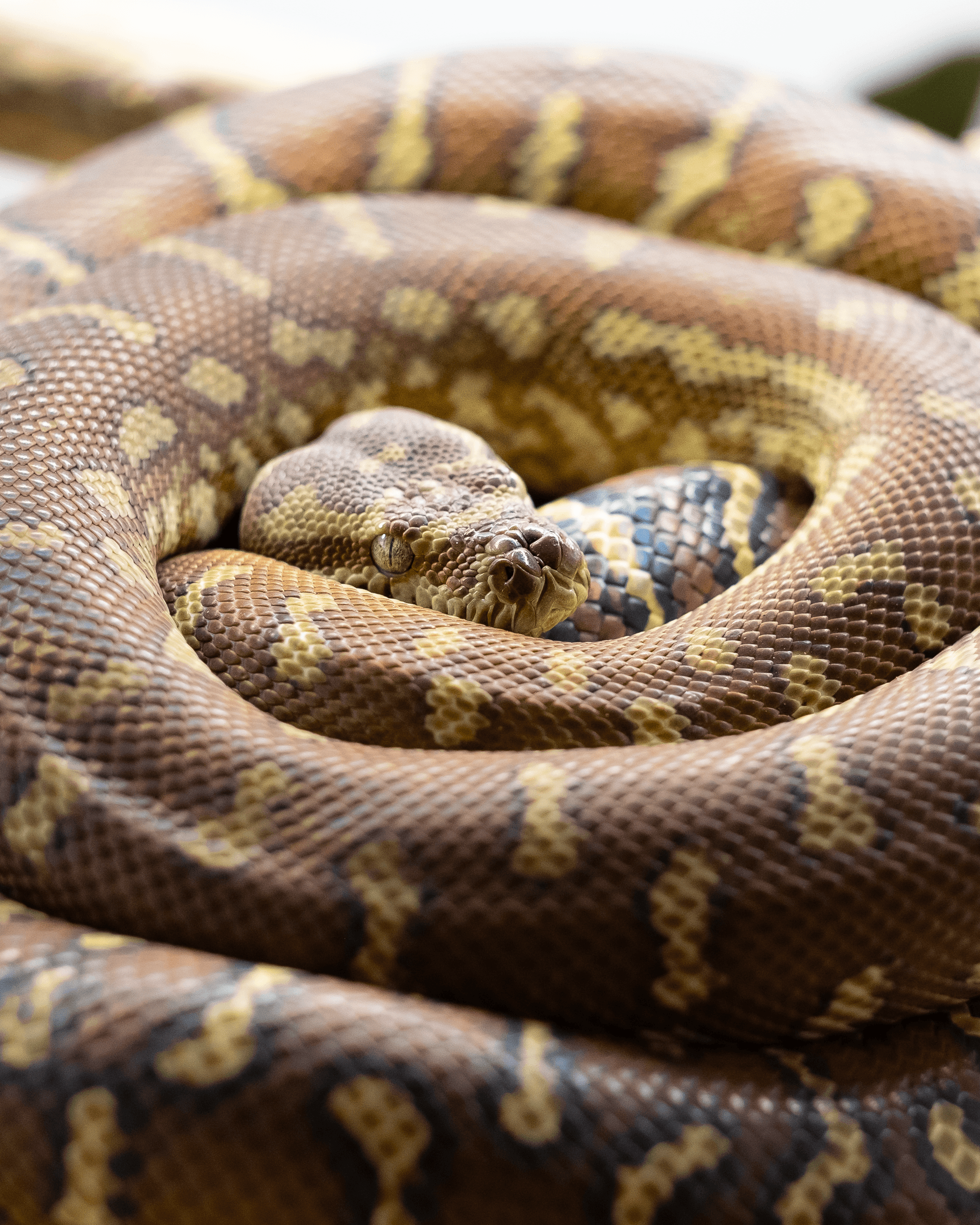 Top 5 Factors That Determine Bredli Python Lifespan