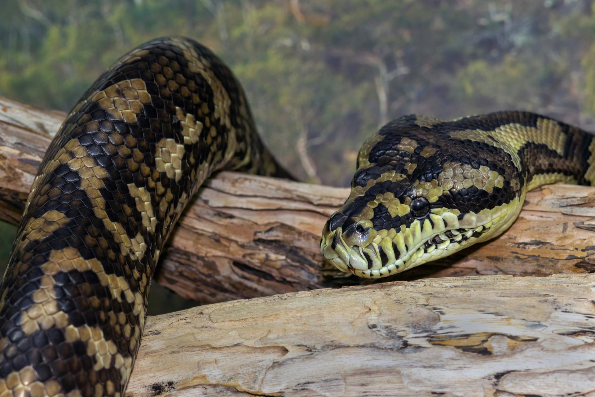 Top 5 Factors That Determine Coastal Carpet Python Lifespan