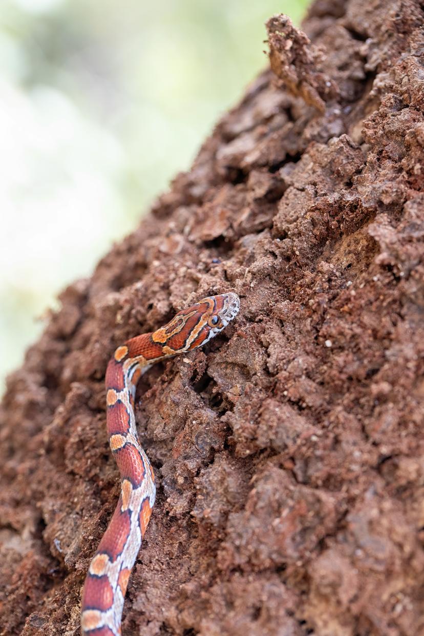 Top 5 Factors That Determine Corn Snake Lifespan